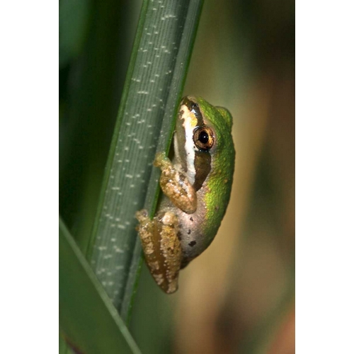 CA, San Diego, Mission Trails Green Tree Frog